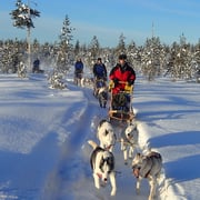 Huskytour in weisser Landschaft Lapplands