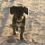 Mit Eddy zum Sonnenuntergang