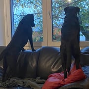 Naira und Light warten auf den Besuch