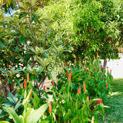 Jardin exotique