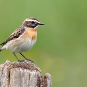 Braunkehlchen (c) Gunther Zieger/LBV-Archiv