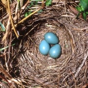 Braunkehlchen-Nest (c) Heinz Tuschl/LBV-Archiv