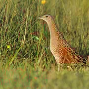 Wachtelkönig (c) Dr. Christoph Moning/LBV-Archiv