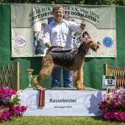 Airedale Terrier Hündin "Hocus Pocus of Malton"