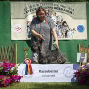 Scottish Terrier Rüde "Sir Darnley's Windsor Wizard"
