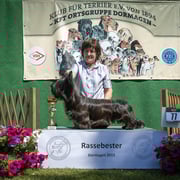 Skye Terrier Rüde "Be under my Skin of Morningsky"