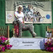 Kerry Blue Terrier Hündin "Katebel's Funny Face"