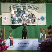 Manchester Terrier Hündin "Ambra von Barkelsby"