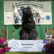 Russischer Schwarzer Terrier "Majestät-Karl-Ludwig vom Dubrava"