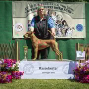 Irish Terrier Hündin "Fireflash Daylight"