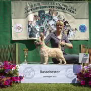 Cairn Terrier Hündin "Deister- Cairn's Zoffi"