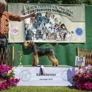 Welsh Terrier Rüde "Kieron von der Düstermühle"