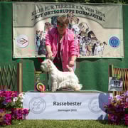 West Highland White Terrier Hündin "Magic X-Mas Muffin vom Märchengarten"