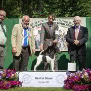 Best in Show: Glatthaar-Foxterrier Rüde "Konrad von den schönen Bergen"