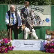 Drahthaar- Foxterrier Rüde "Scot von den schönen Bergen"