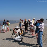 observation des phoques 
