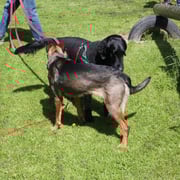 Foto: cumcane familiari