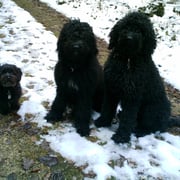 Sydney, Allie, Tidji