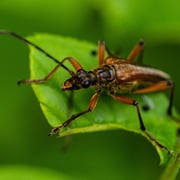 Stubbenbock    Foto © Wolfgang Meyer