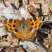 Großer Fuchs   Foto © Siegfried Klafschinski