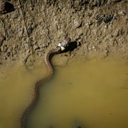 Ringelnatter   Foto © Siegfried Klafschinski