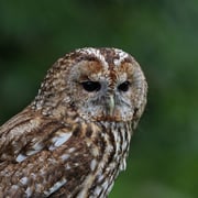 Waldkauz.      Foto © Dr. Christoph Moning