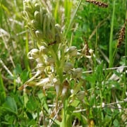 Orchidee Bocks-Riemenzunge    Foto © Margareta Loscher