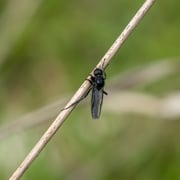 Haarfliege     Foto © Siegfried Klafschinski