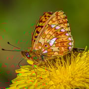 Silberfleck Perlmuttfalter