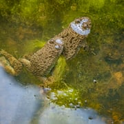 Gelbbauchunken     Foto © Siegfried Klafschinski