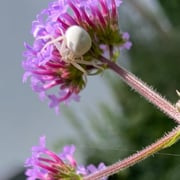 Krabbenspinne   Foto © Brigitte Krause