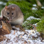 ?Wanderratte?   Foto © Markus Grimm