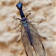 Corydalus cornutus.  Foto © Penny Meyer