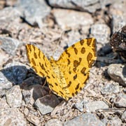 Pantherspanner   Foto © Siegfried Klafschinski