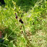 Orchidee Fliegen-Ragwurz     Foto © Margareta Loscher