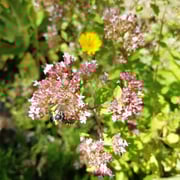 Gewöhnlicher Dost (Oregano)   Foto © Magareta Loscher