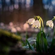 Der Märzenbecher Foto © Siegfried Klafschinski
