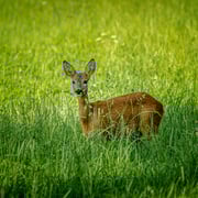 Reh   Foto © Siegfried Klafschinski
