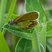 Wald Wiesenvögelchen   Foto © Siegfried Klafschinski