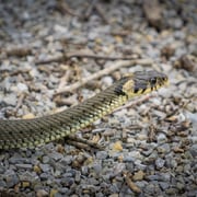 Ringelnatter     Foto © Siegfried Klafschinski