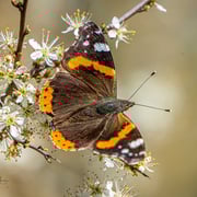 Admiral   Foto © Siegfried Klafschinski