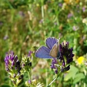 Blasen-Tragant   Foto © Magareta Loscher