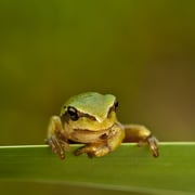 Laubfrosch      Foto © Siegfried Klafschinski