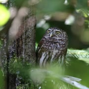 Sperlingskauz    Foto © Dr. Christoph Moning