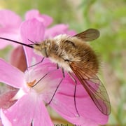 Großer Wollschweber   Foto © Penélope Meyer