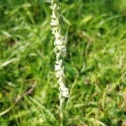 Orchidee Herbst-Drehwurz     Foto © Margareta Loscher