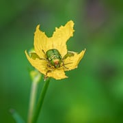 Seidiger Fallkäfer   Foto © Siegfried Klafschinski