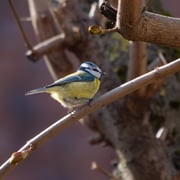 Blaumeise   Foto © Siegffried Klafschinski