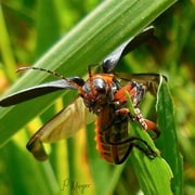 Gemeiner Weichkäfer.  Foto © Penny Meyer