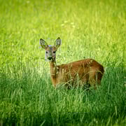 Reh   Foto © Siegfried Klafschinski